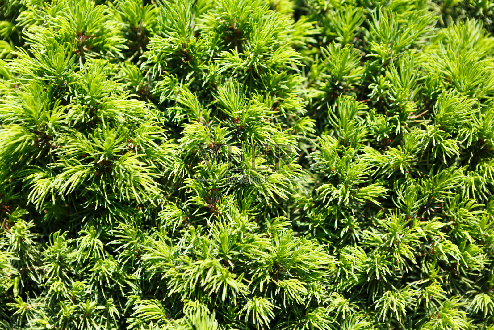 天然背景，装饰松木植物照片摄影图片