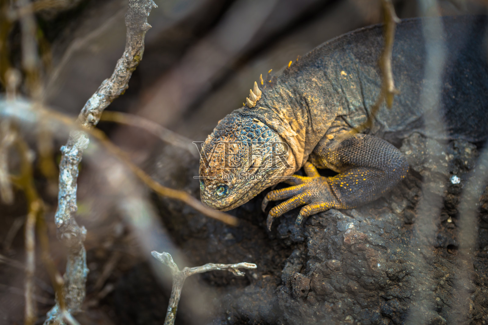 加拉帕戈斯群岛——2017年8月24日:厄瓜多尔加拉帕戈斯群岛滨海广场岛上特有的陆地鬣蜥照片摄影图片