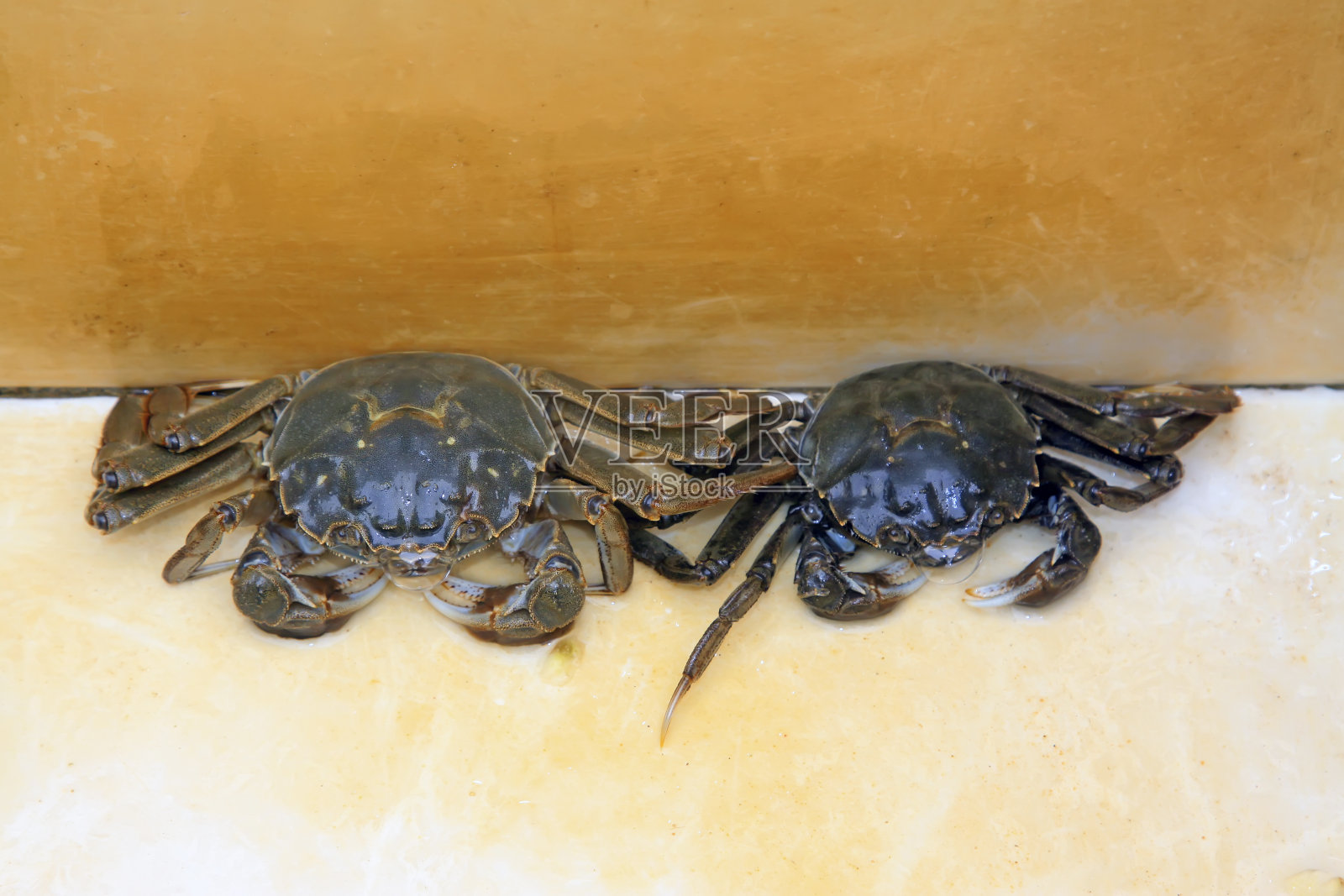 新鲜的螃蟹配上白色的背景，是一种非常美味的食物照片摄影图片