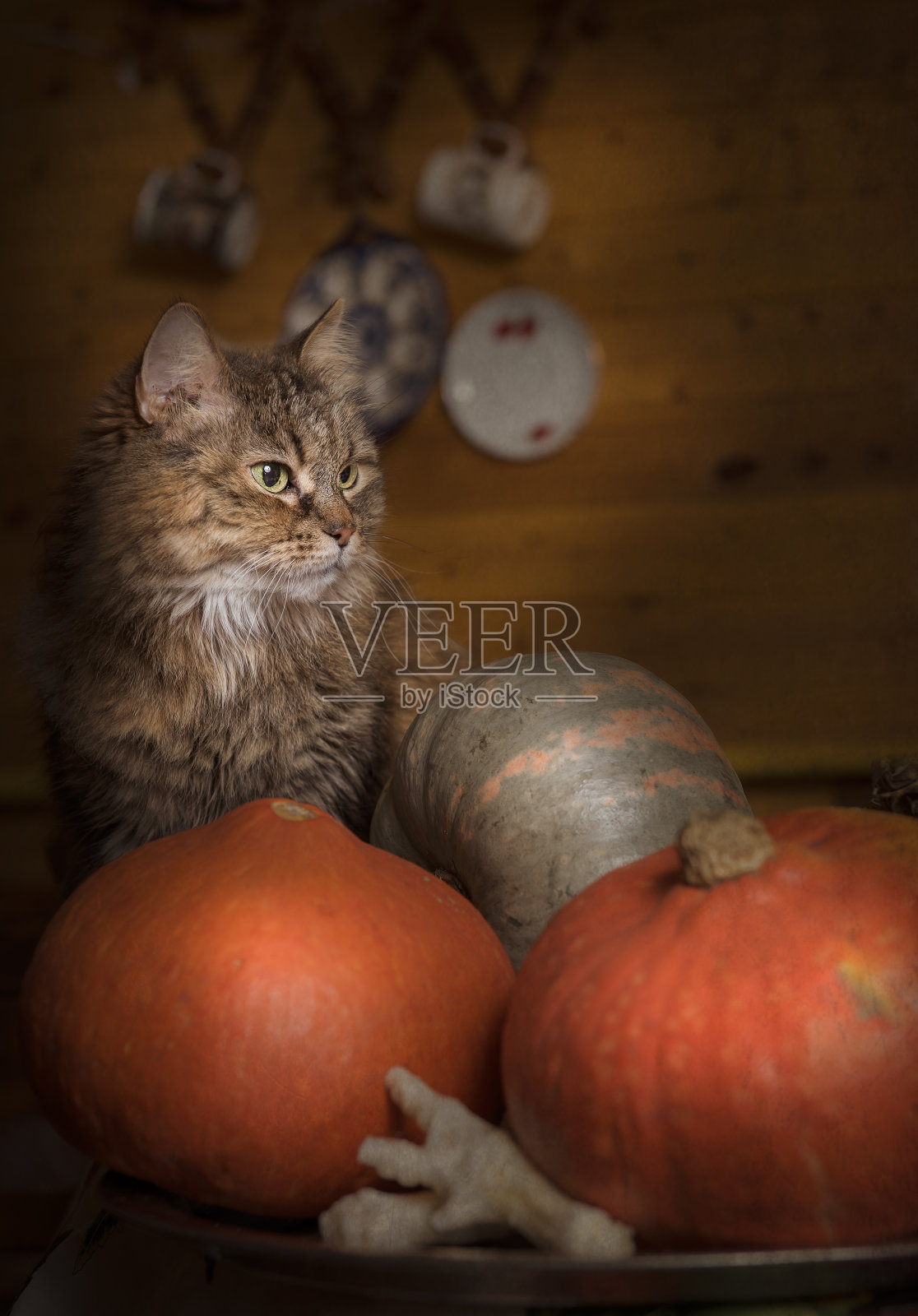 南瓜猫和鸡爪。照片摄影图片