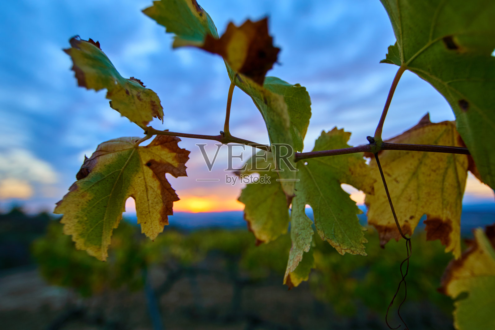 佩内德斯葡萄园秋天日落-加泰罗尼亚照片摄影图片