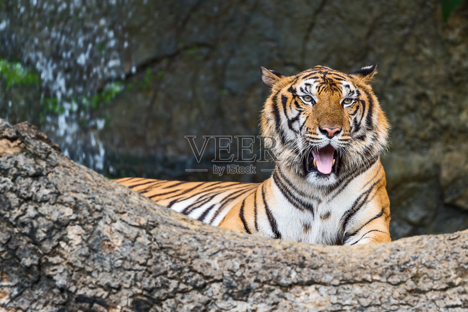孟加拉虎照片摄影图片