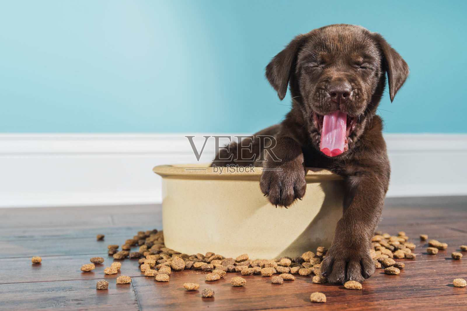 一只打着哈欠的巧克力色拉布拉多小狗坐在一个大狗碗里——5周大照片摄影图片