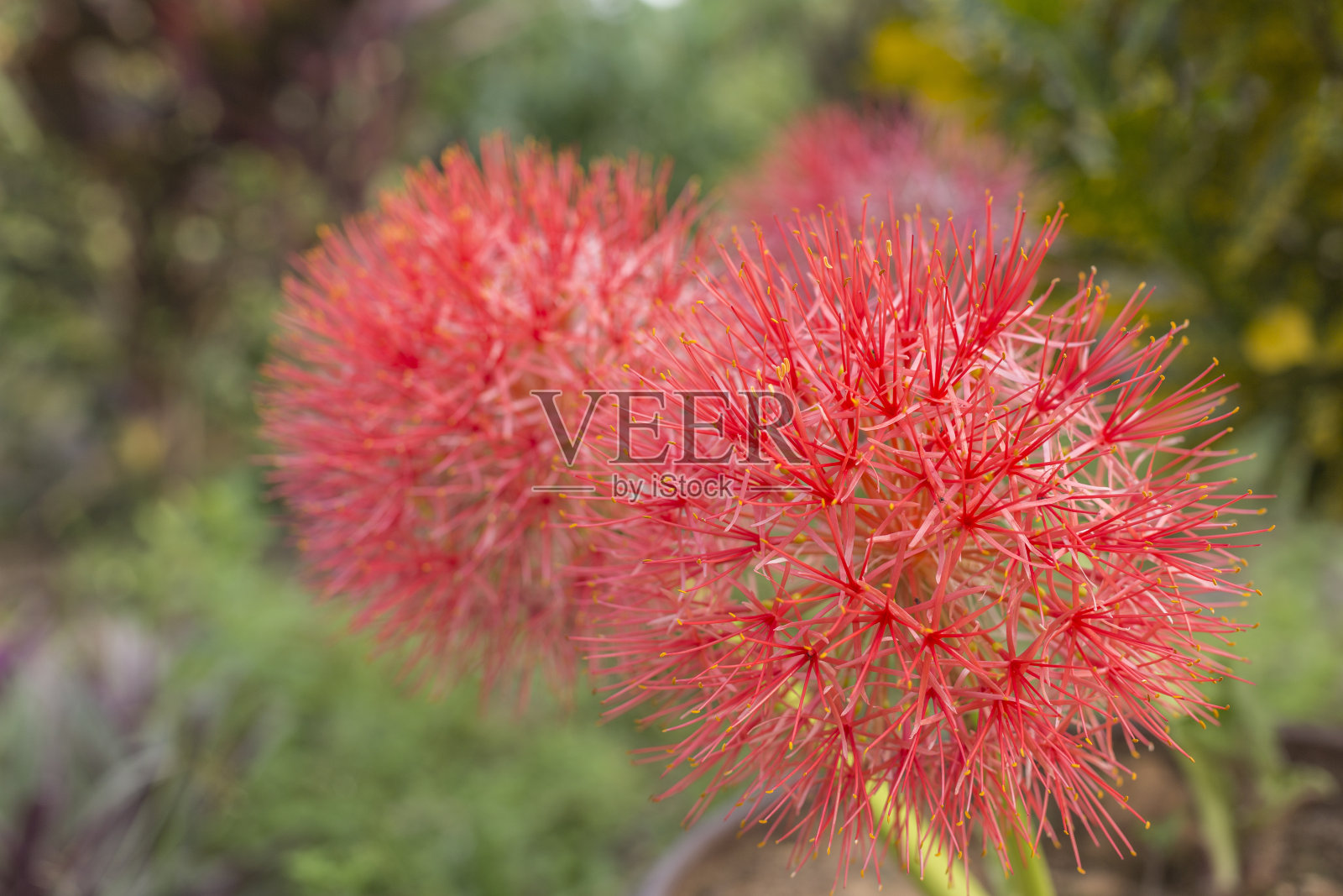 粉扑莉莉照片摄影图片