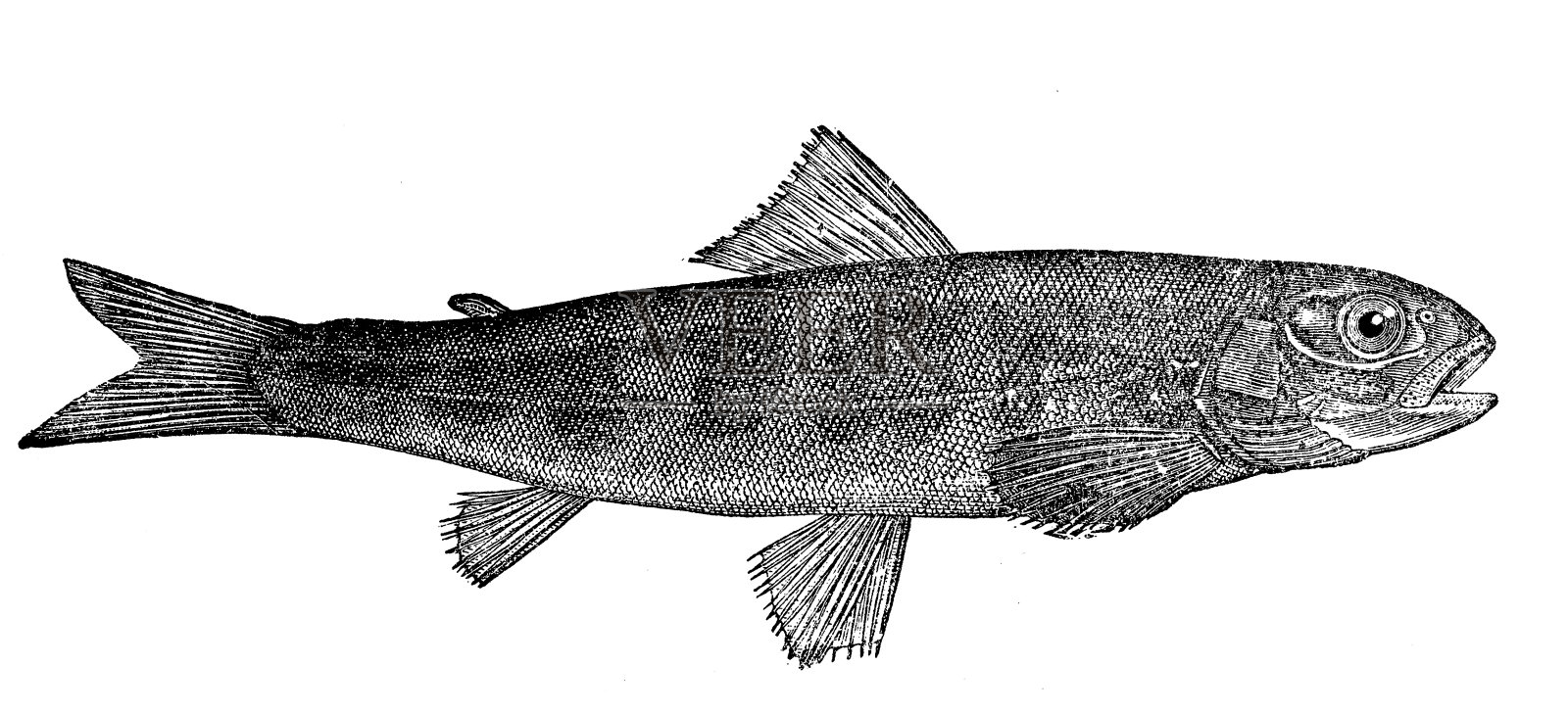 大马哈鱼插画图片素材