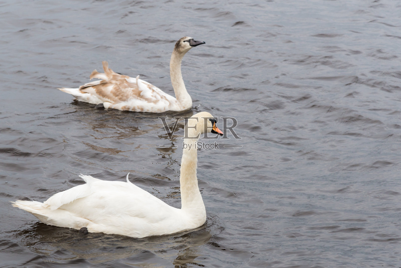 两只美丽的白天鹅照片摄影图片