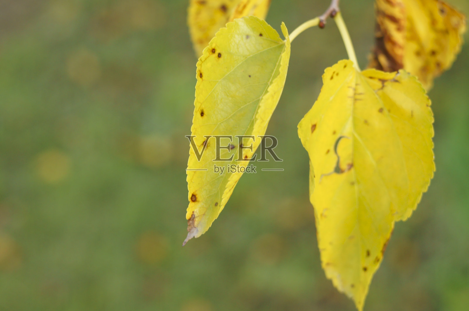 秋天的颜色，树上五颜六色的叶子照片摄影图片