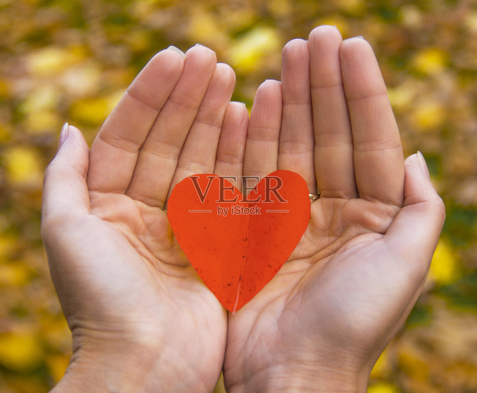 秋叶在手中形成心的形状。照片摄影图片