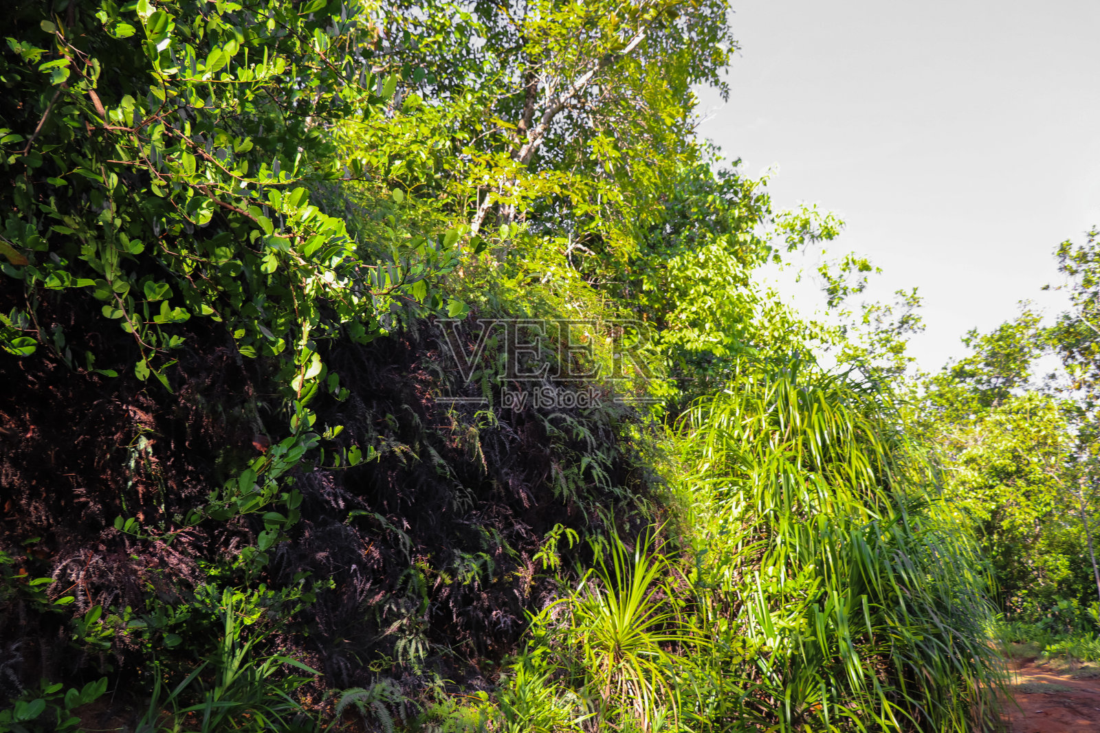 塞舌尔的本性。马埃岛。在加拉小道照片摄影图片
