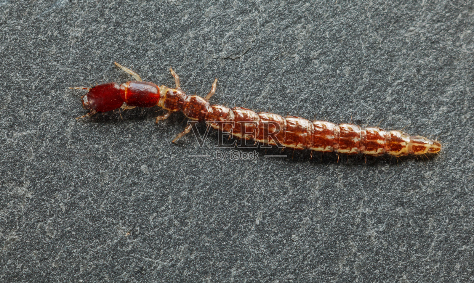 橙色隐翅虫照片摄影图片