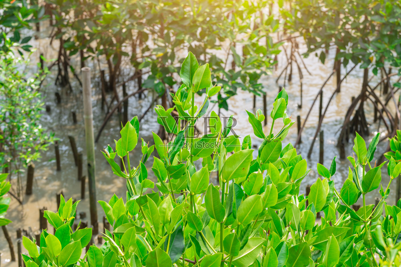 绿色红树林海岸照片摄影图片