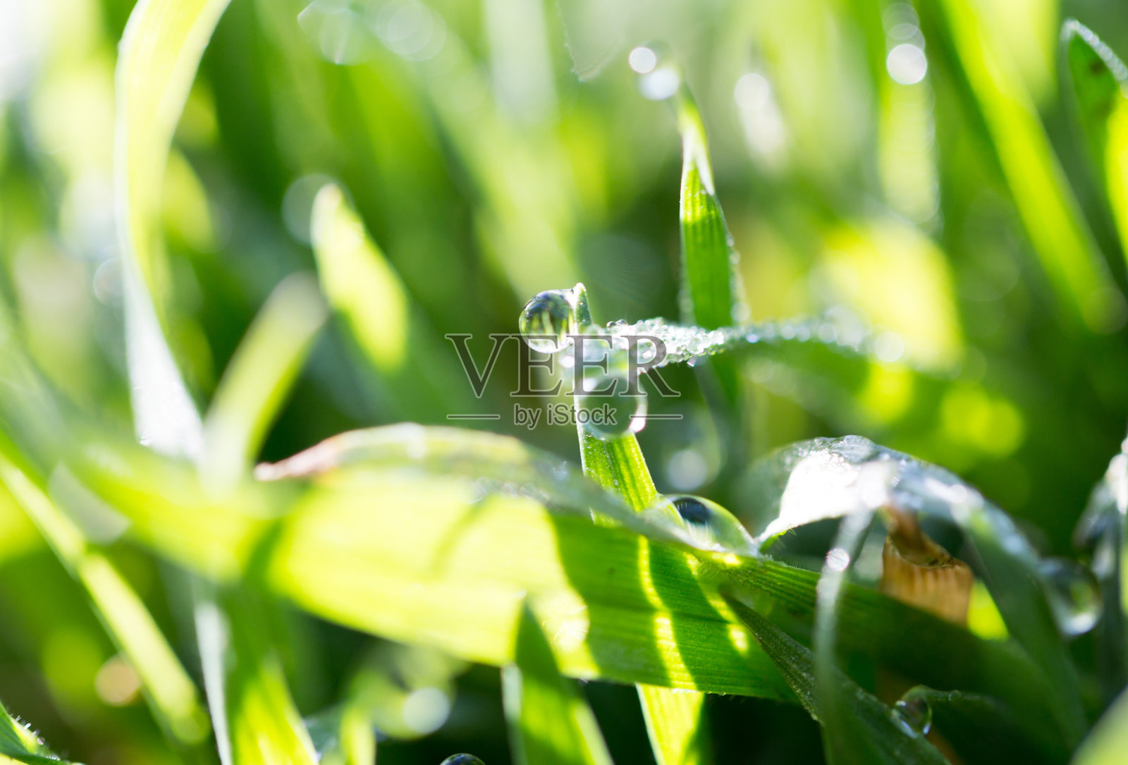 绿草上的露珠照片摄影图片
