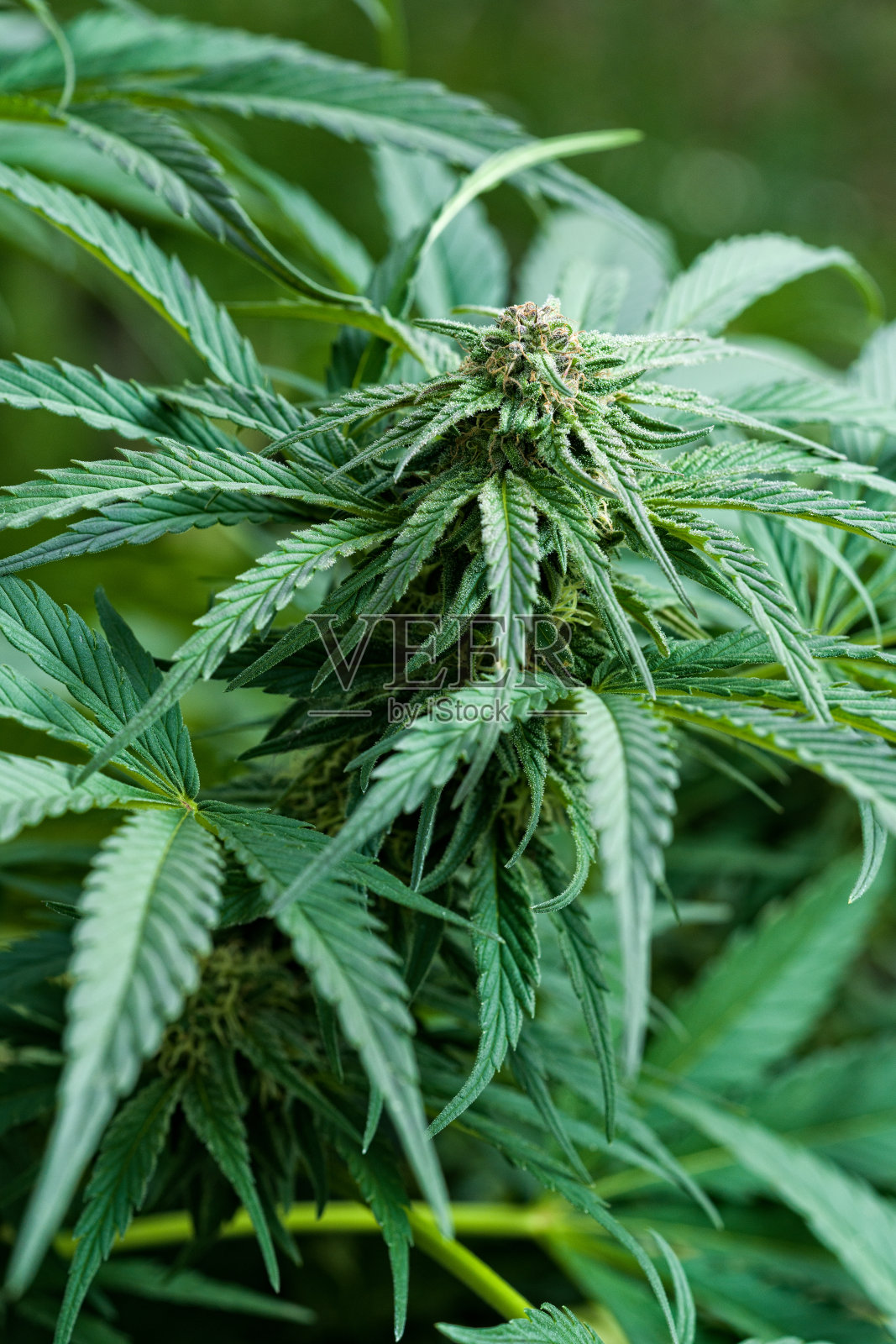 大麻植物栽培照片摄影图片