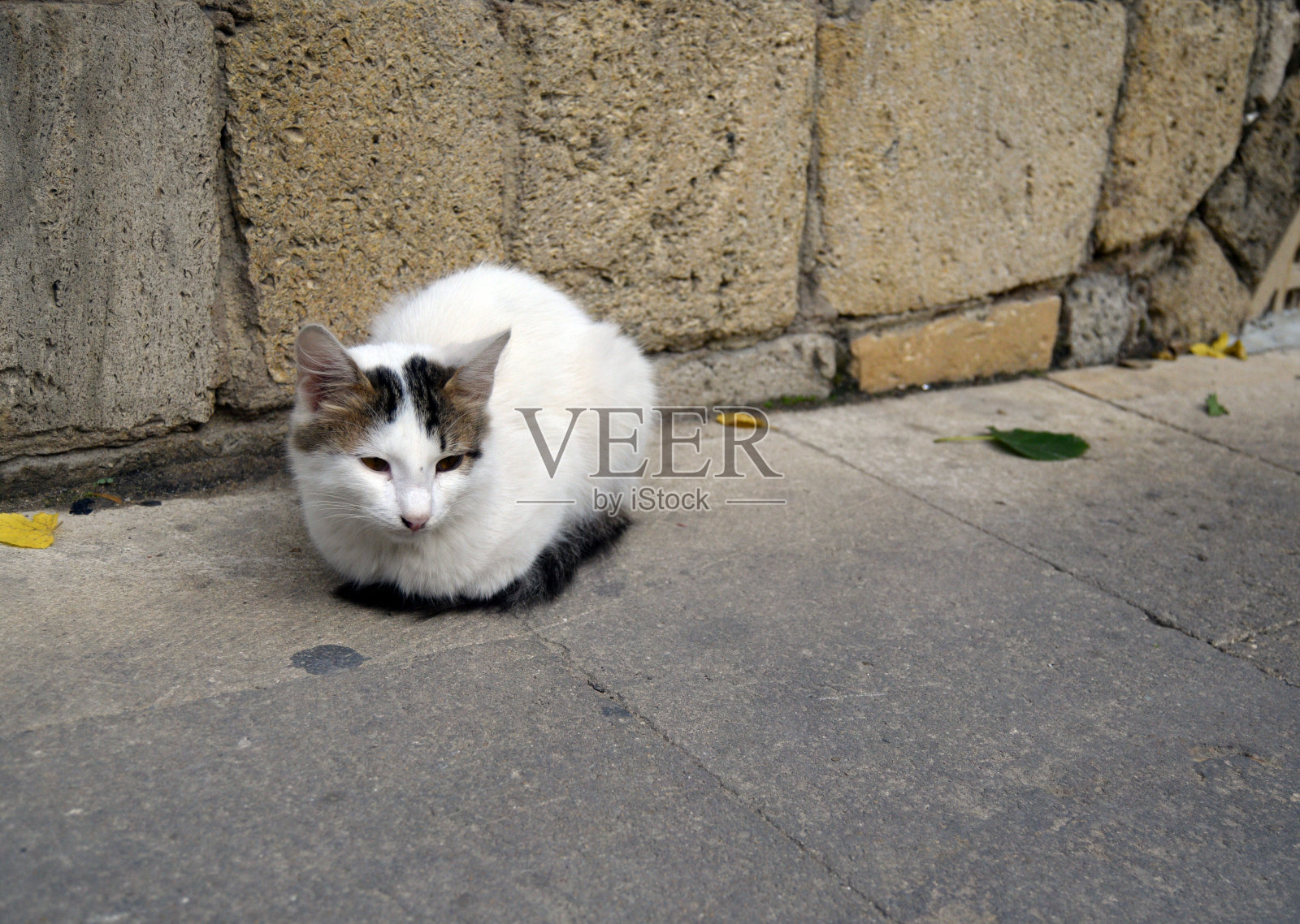 街上的猫照片摄影图片