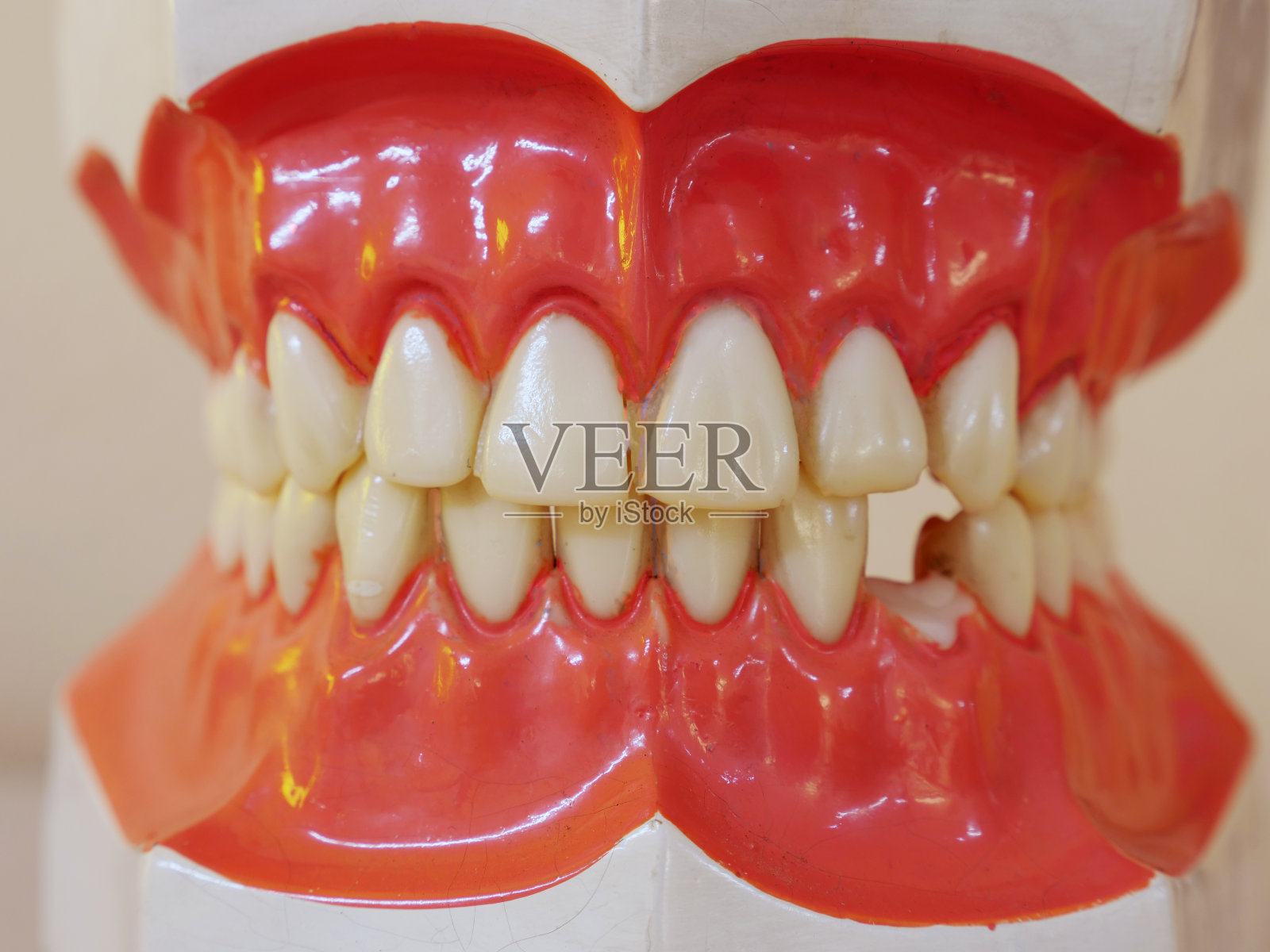 人类牙齿模型照片摄影图片