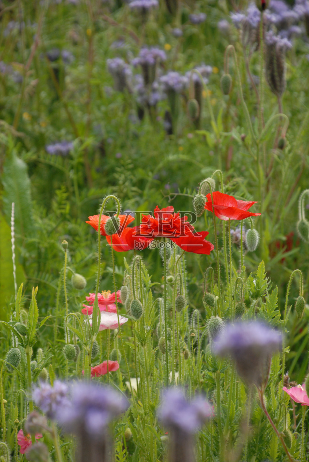 田野里的罂粟花照片摄影图片
