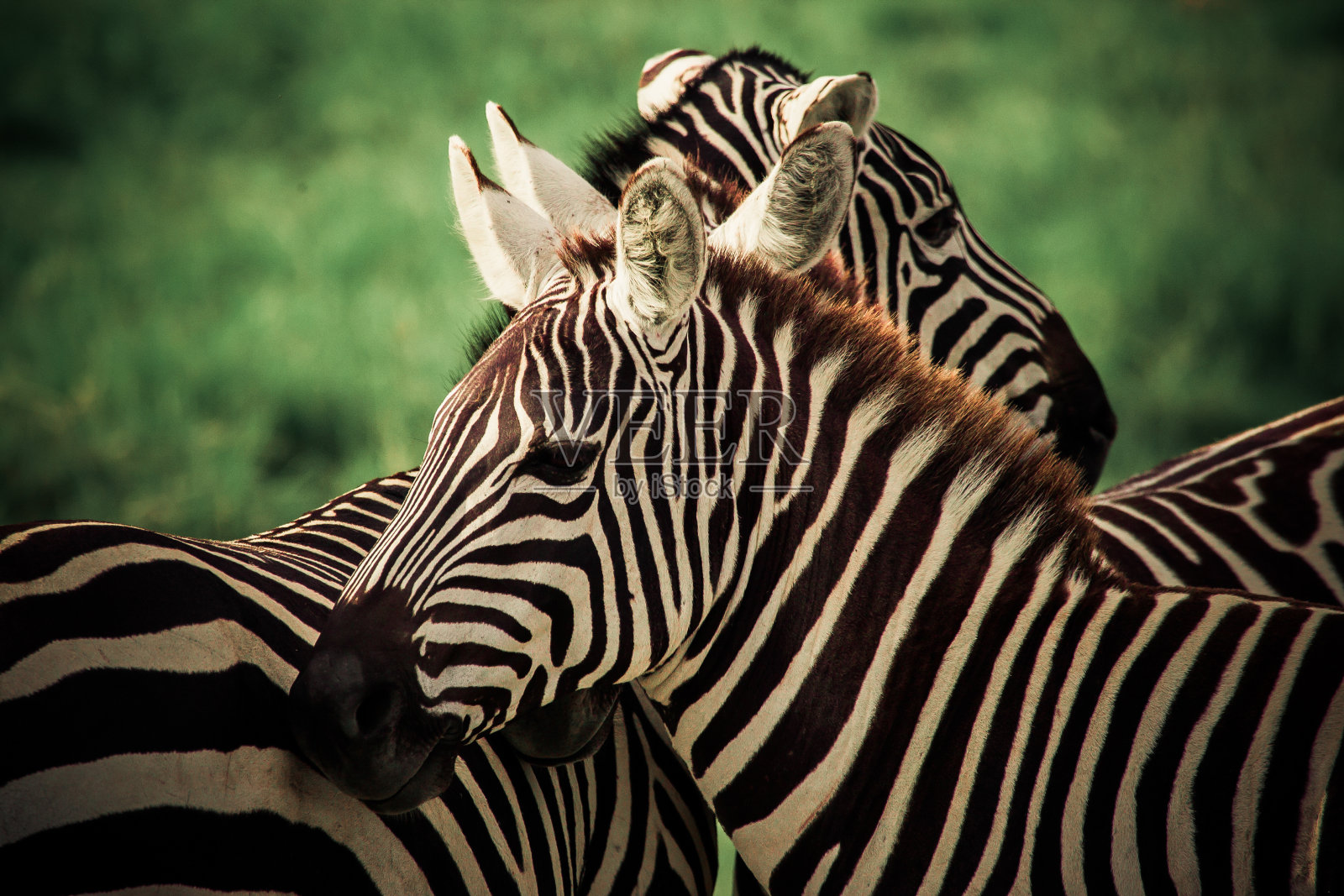 这是两只斑马的特写照片，它们的皮毛形成了单色图案照片摄影图片