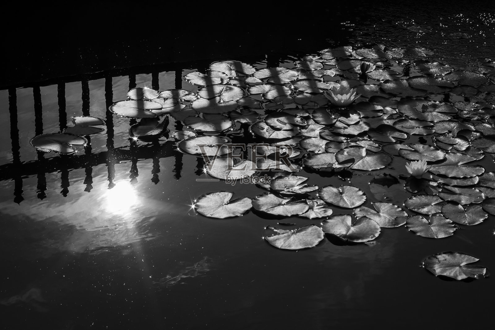 公园的背景照片摄影图片