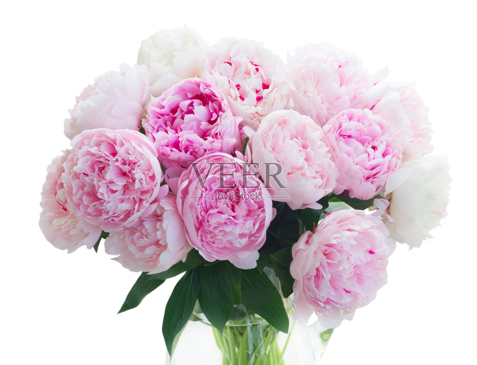 新鲜的牡丹花朵照片摄影图片