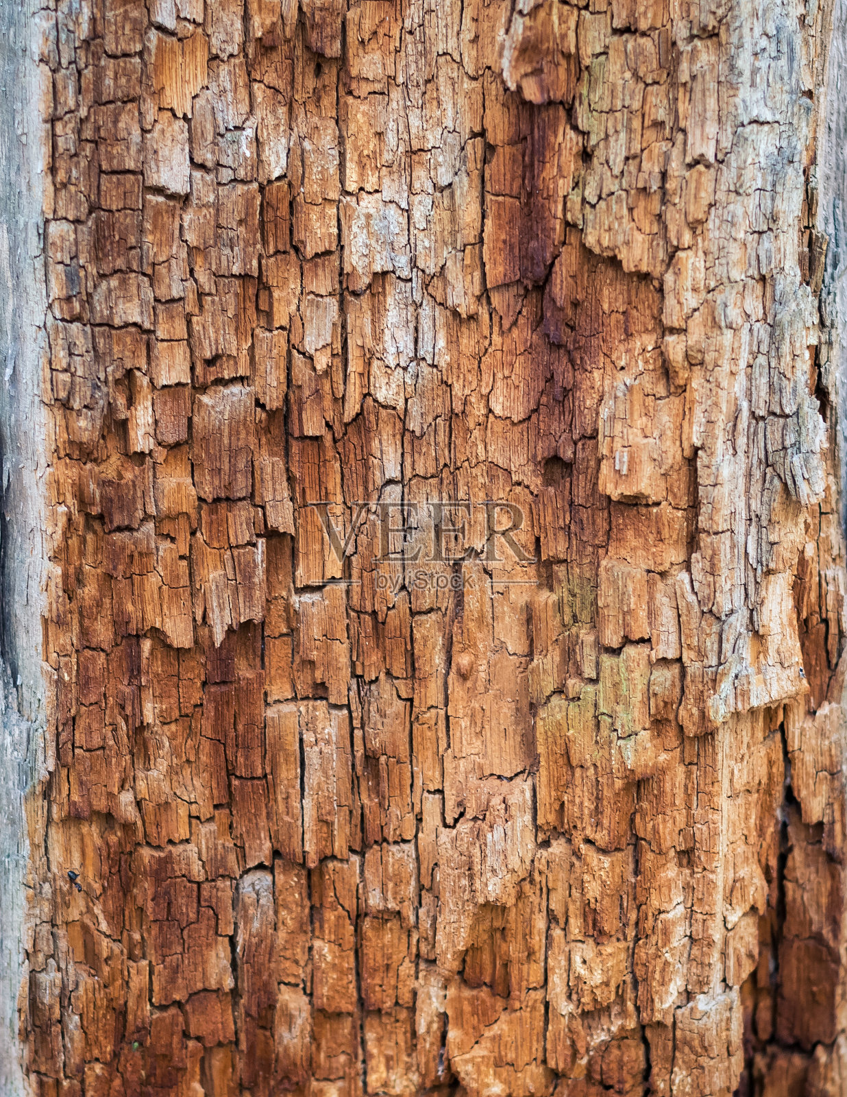 背景是秋天森林里的老烂树。照片摄影图片