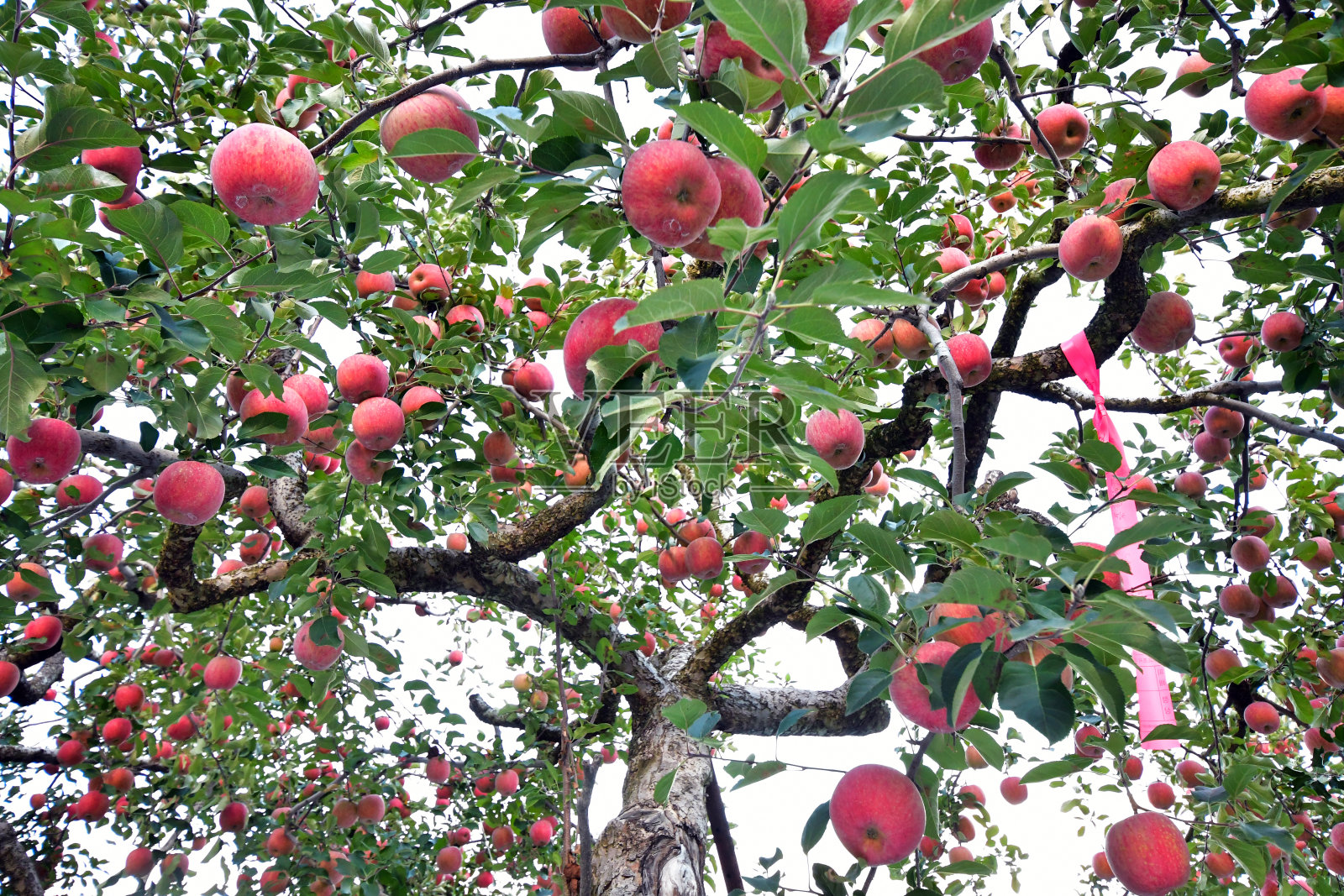 苹果照片摄影图片