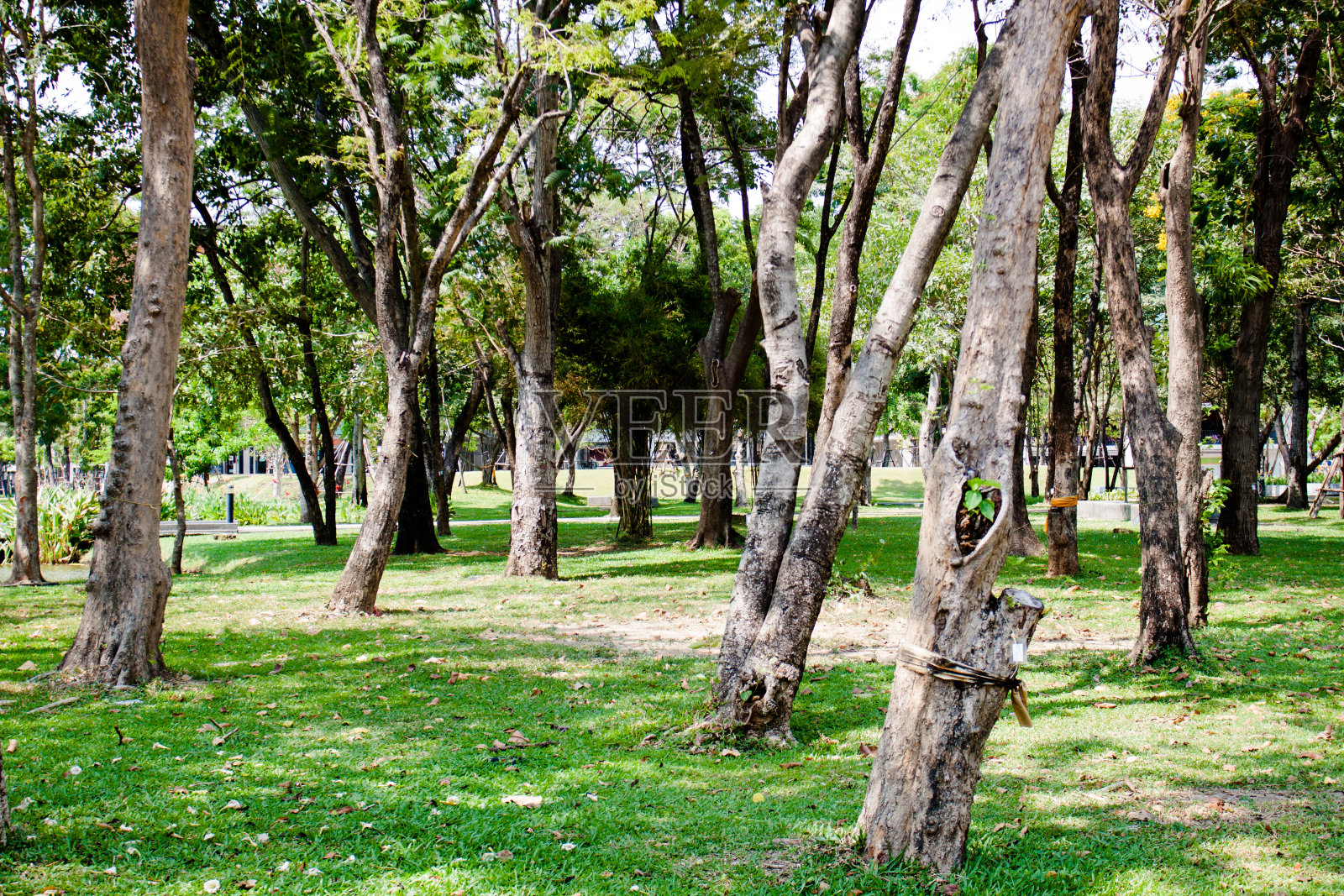 美丽的自然园林装饰景观照片摄影图片