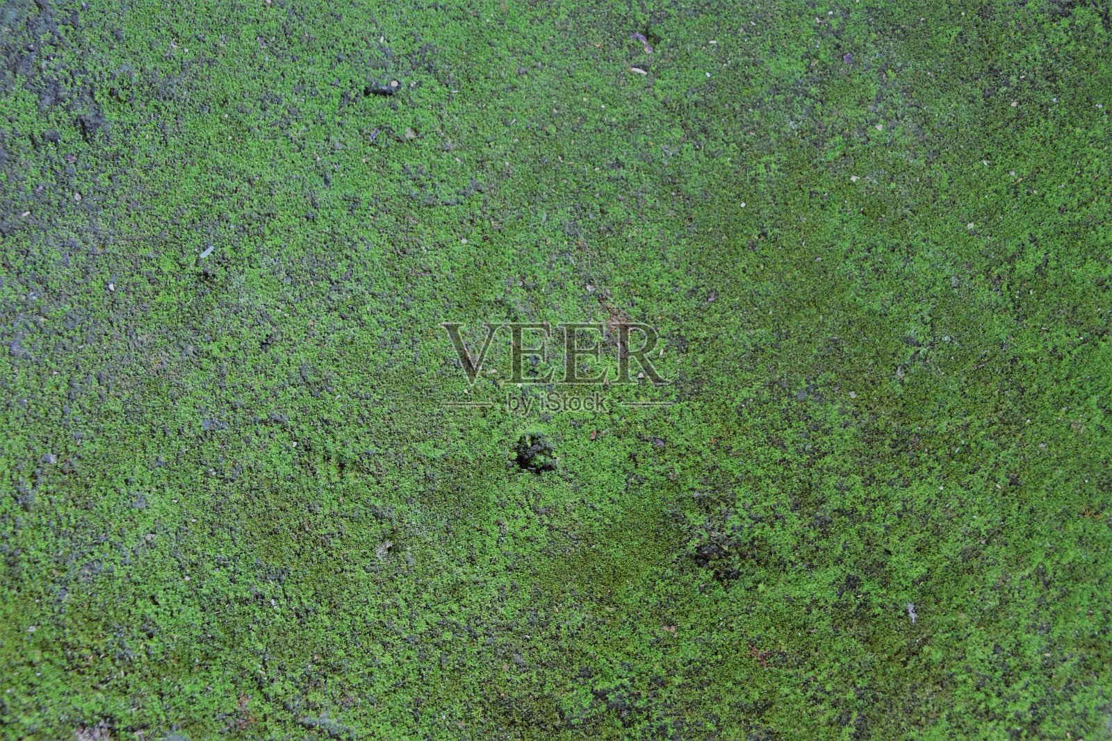 混凝土地板上的深绿色霉菌的抽象背景照片摄影图片