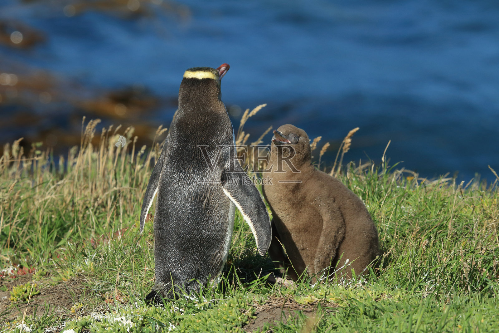 黄眼企鹅新西兰照片摄影图片