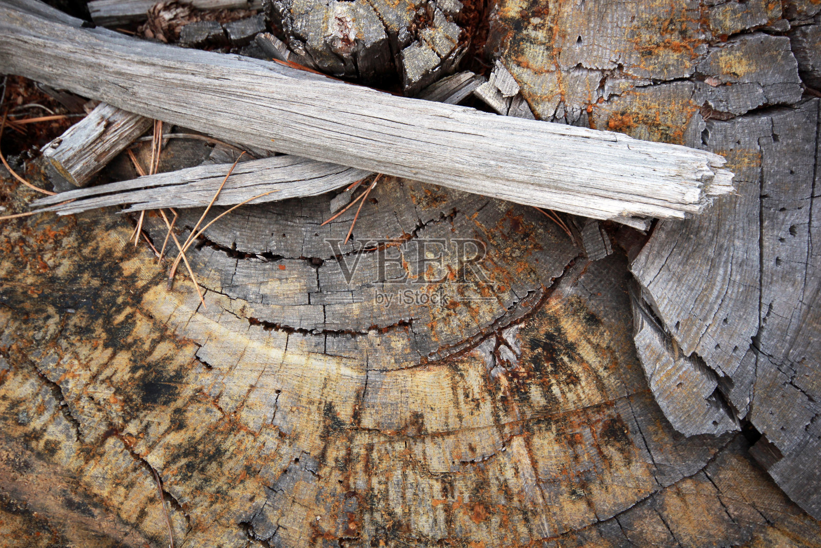 树干照片摄影图片