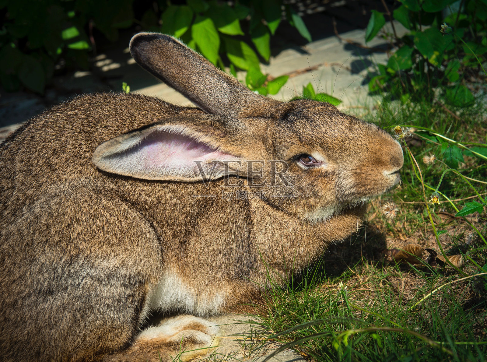 花园里的小佛兰芒巨兔照片摄影图片