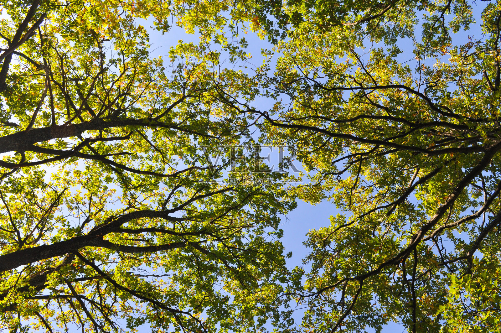 橡树林在秋季底部视图。照片摄影图片