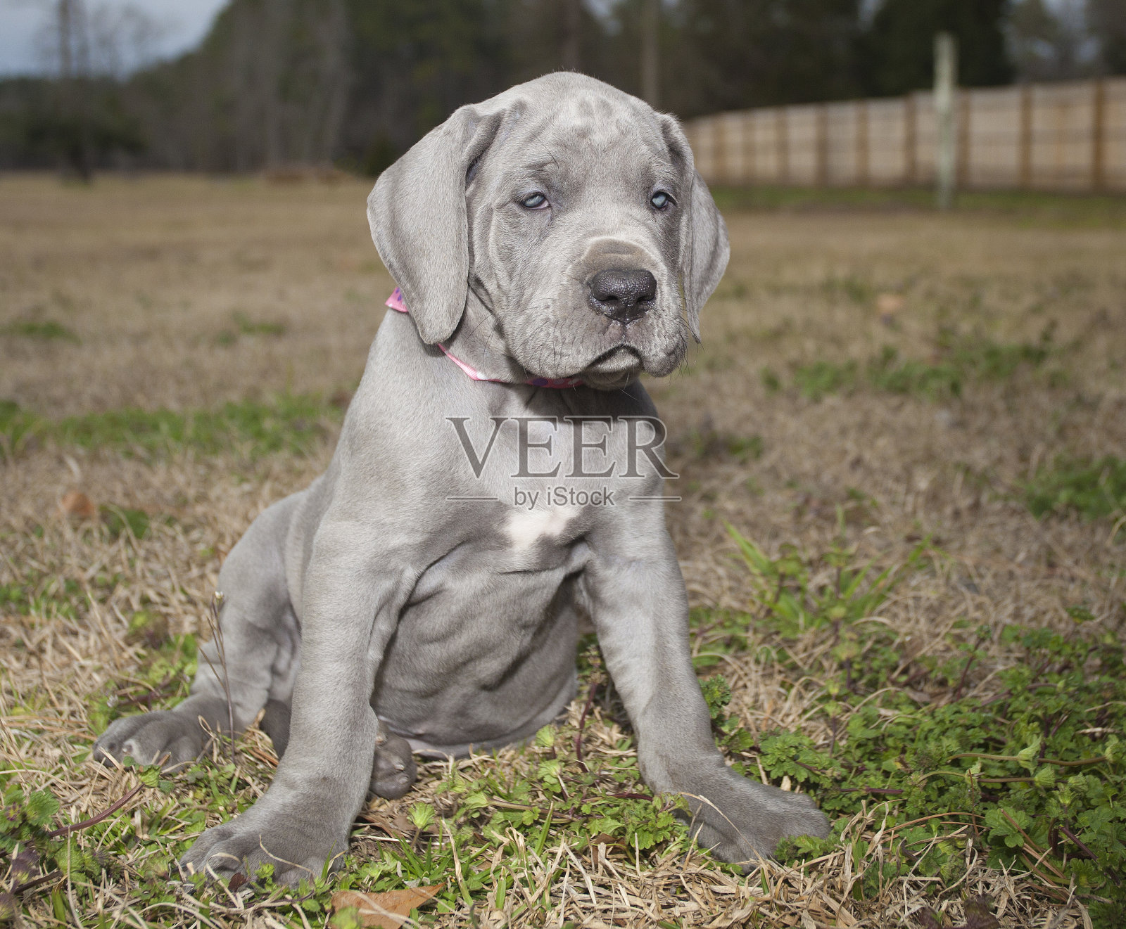 纯种大丹犬照片摄影图片