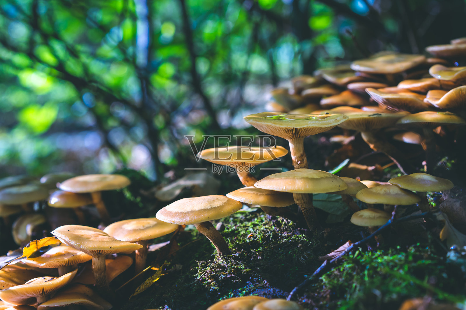 原木苔藓中美丽蘑菇群，森林树木为背景照片摄影图片