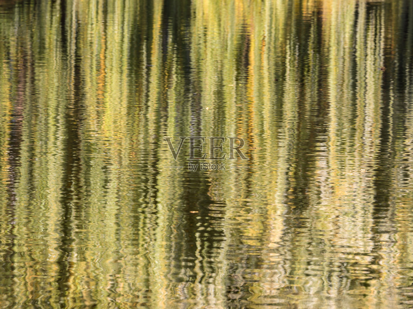 秋日树上的倒影照片摄影图片