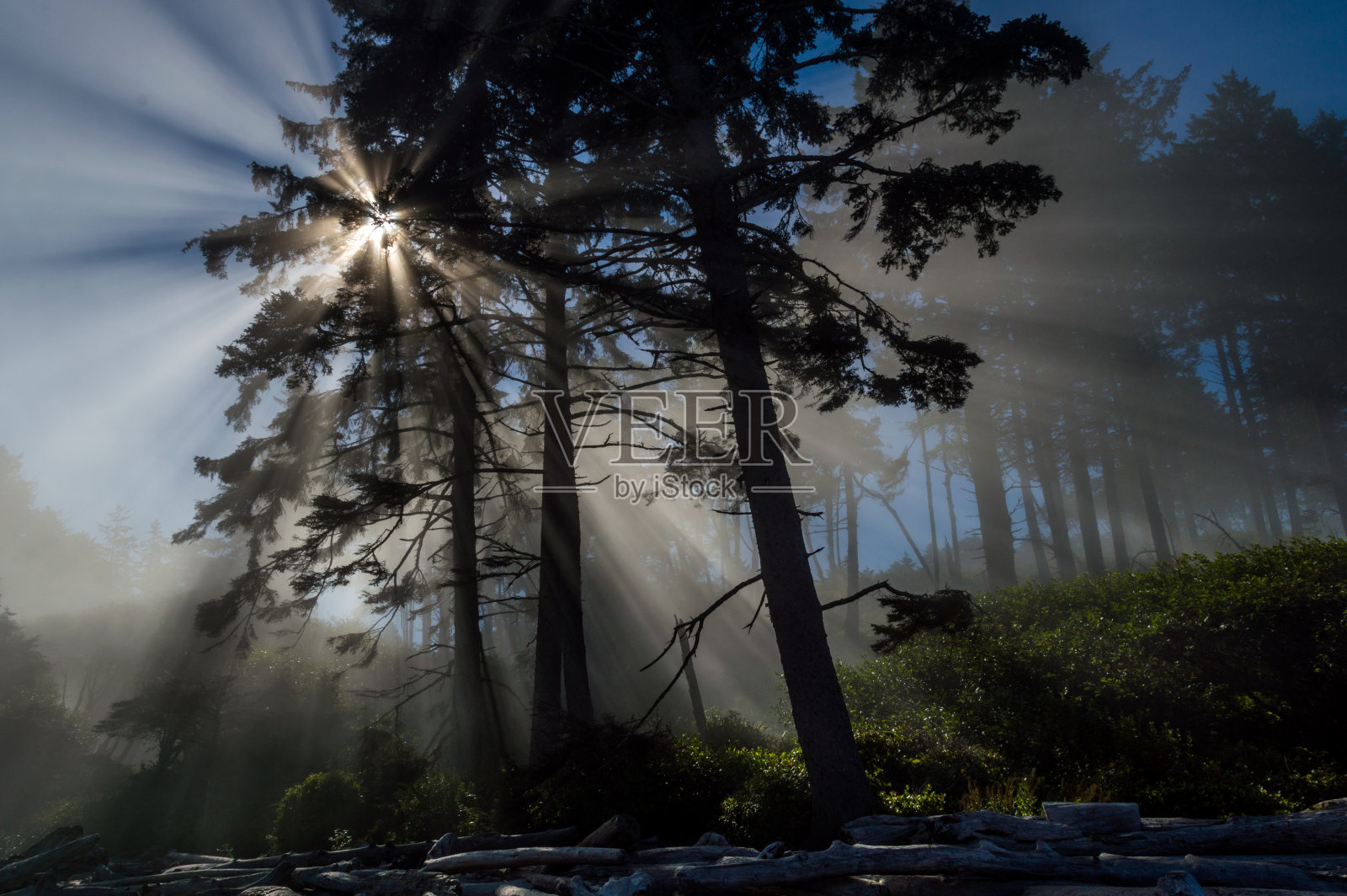 晨光透过树和雾照片摄影图片