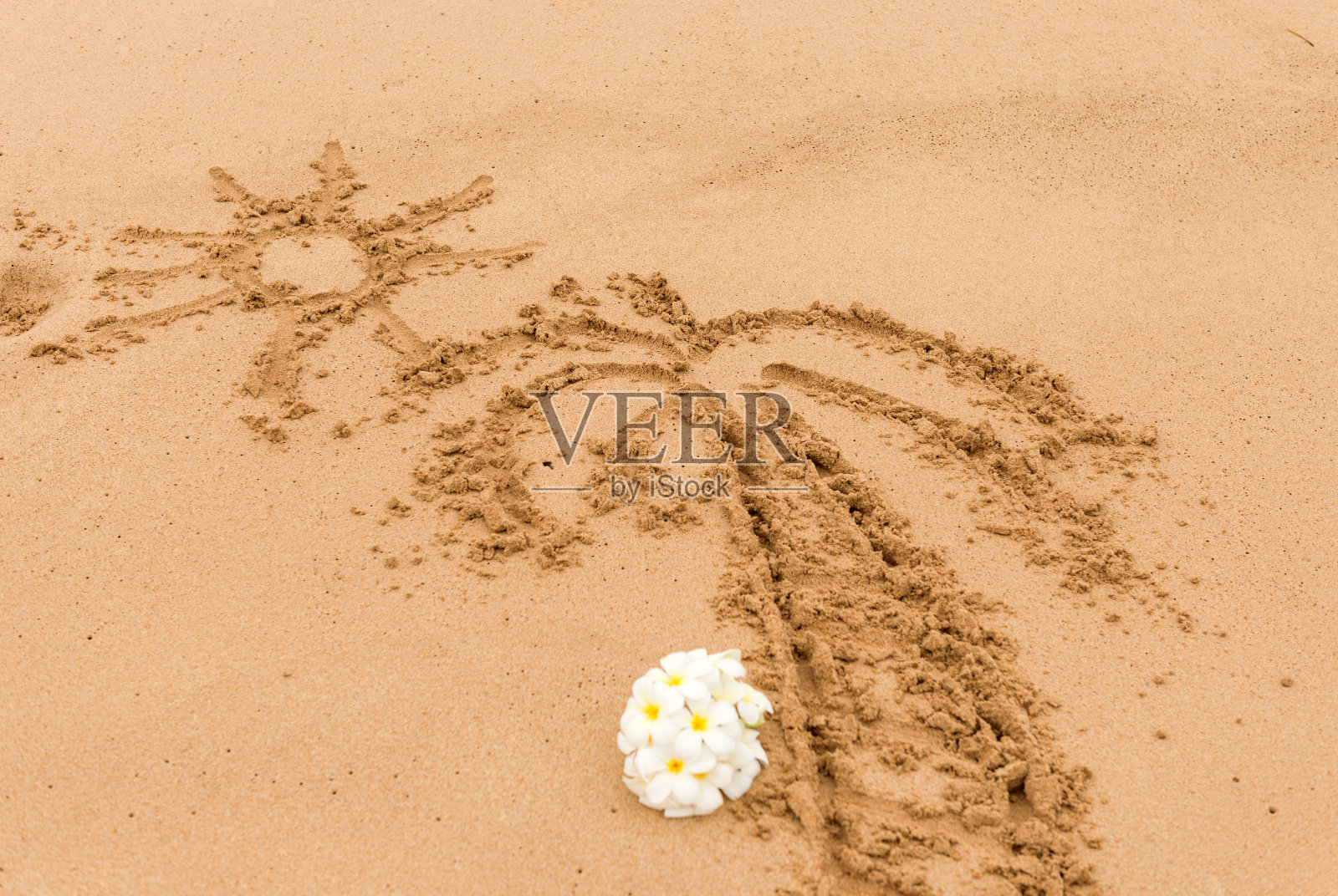 在阳光明媚的沙滩上预展白色鸡蛋花照片摄影图片