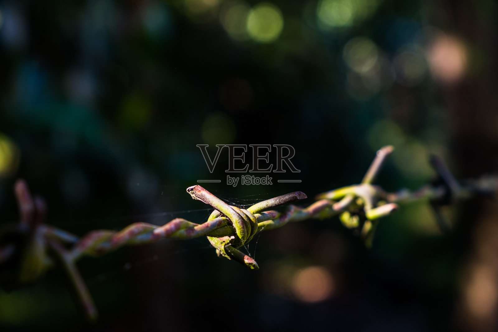 用一个小蜘蛛网把旧的带刺铁丝网缝合起来照片摄影图片