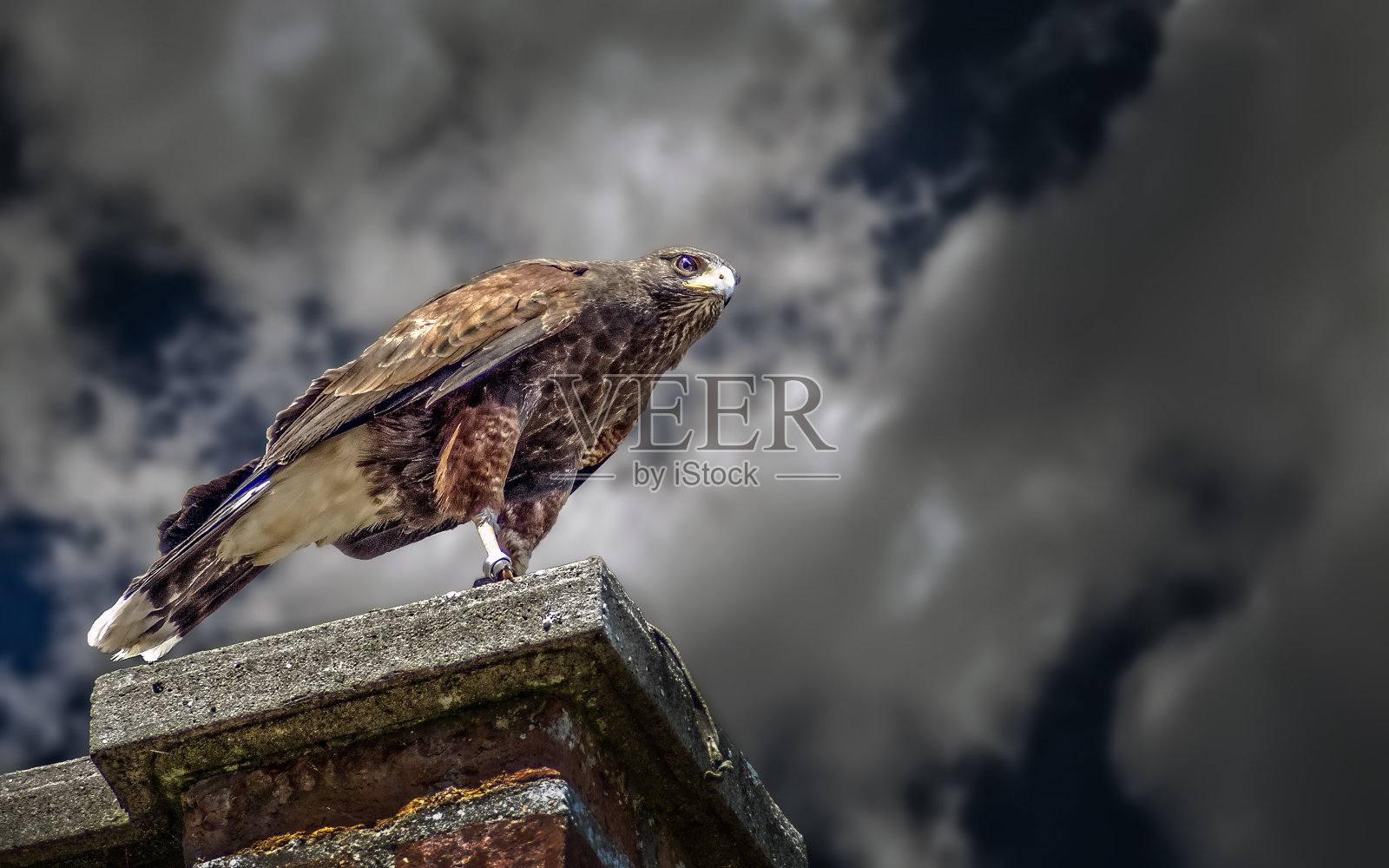 一只鹰坐在墙上照片摄影图片