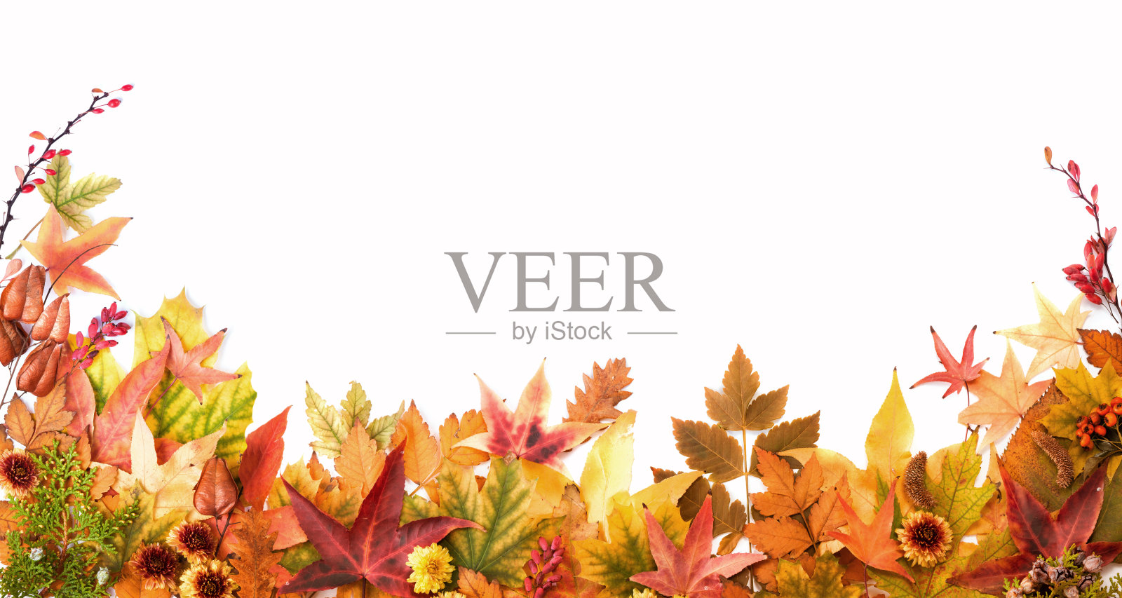 秋天五颜六色的背景，树叶，浆果，花照片摄影图片