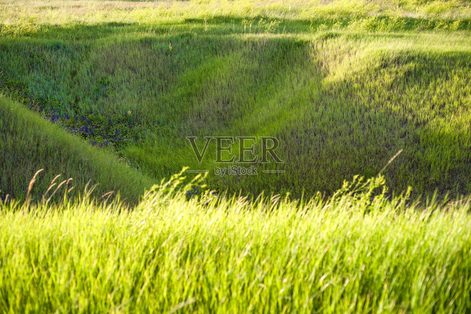 清晨，新鲜的厚草和水滴的特写照片摄影图片