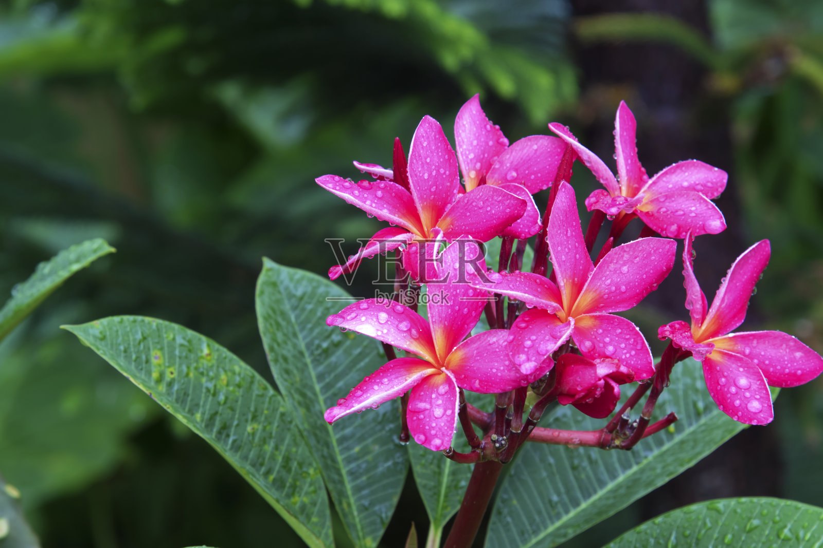 鸡蛋花(plumeria)花。鸡蛋花在晚上最香，以吸引斯芬克斯飞蛾授粉。照片摄影图片