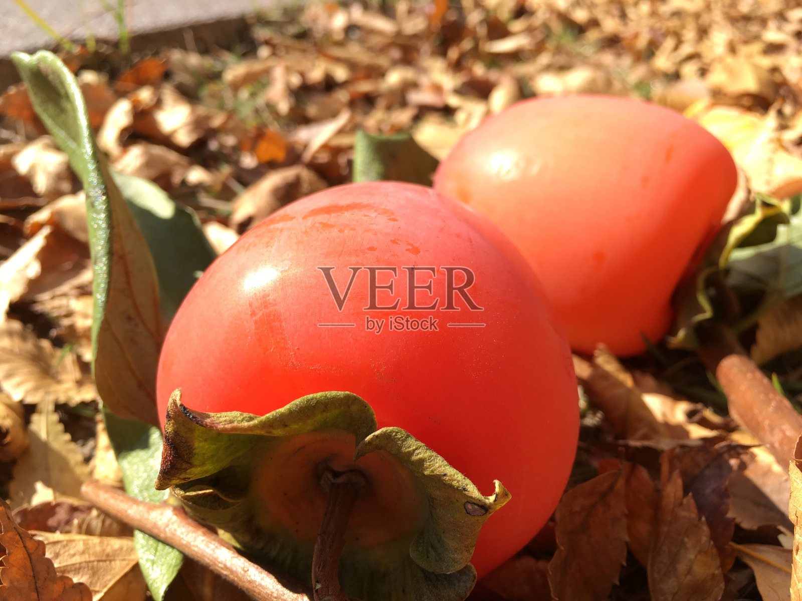 秋天的代表果实:persimmon照片摄影图片