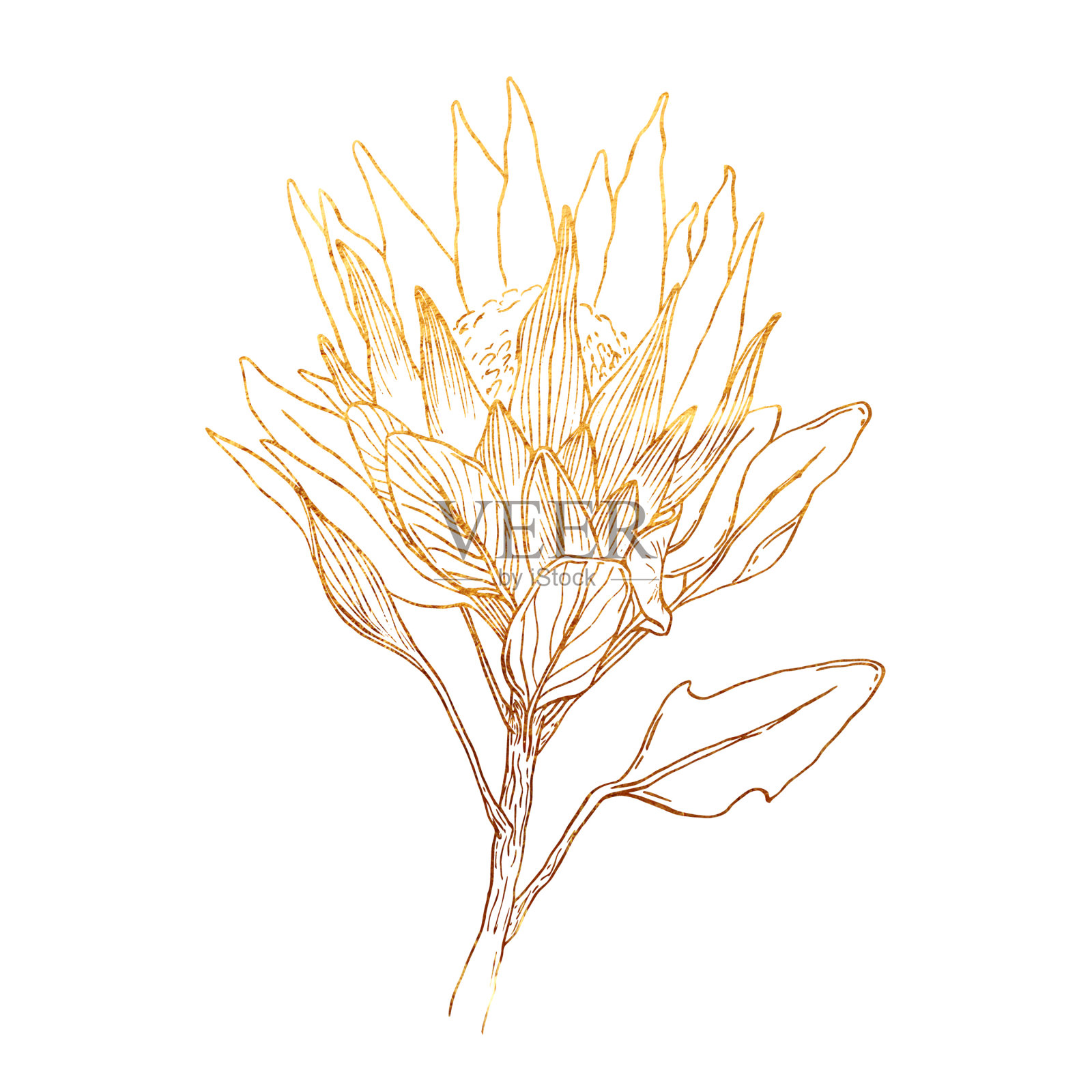 花的装饰性金色纹理插画图片素材