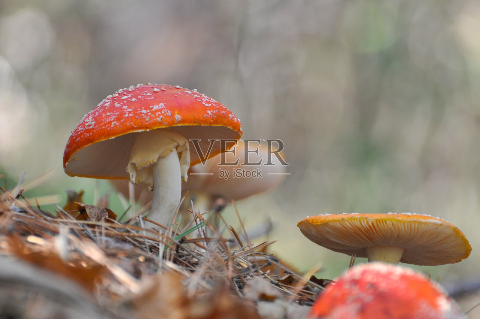 松林蝇木耳菌。照片摄影图片