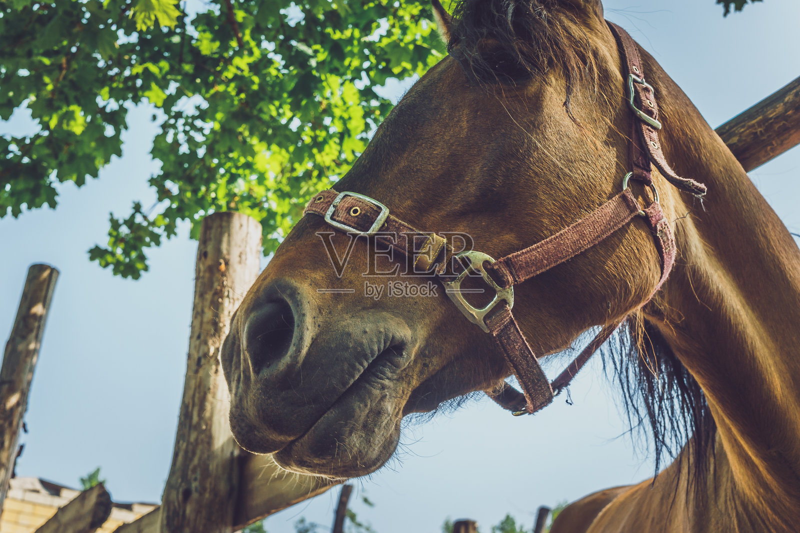 漂亮的棕色马的头照片摄影图片