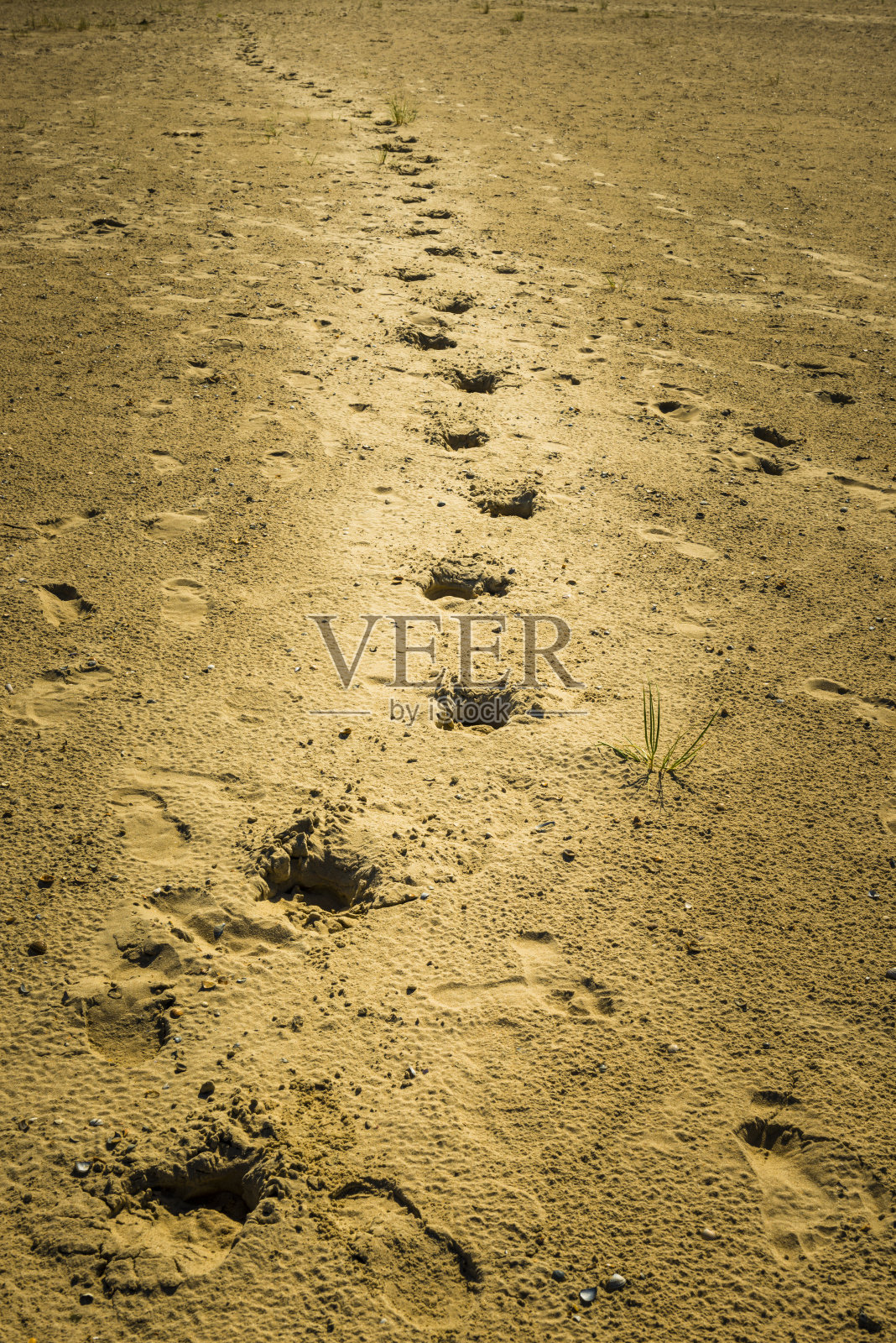 在沙滩上的足迹照片摄影图片