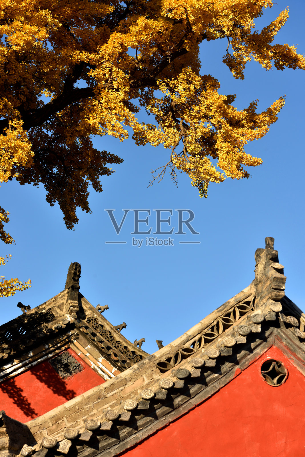 十五百年的银杏树照片摄影图片