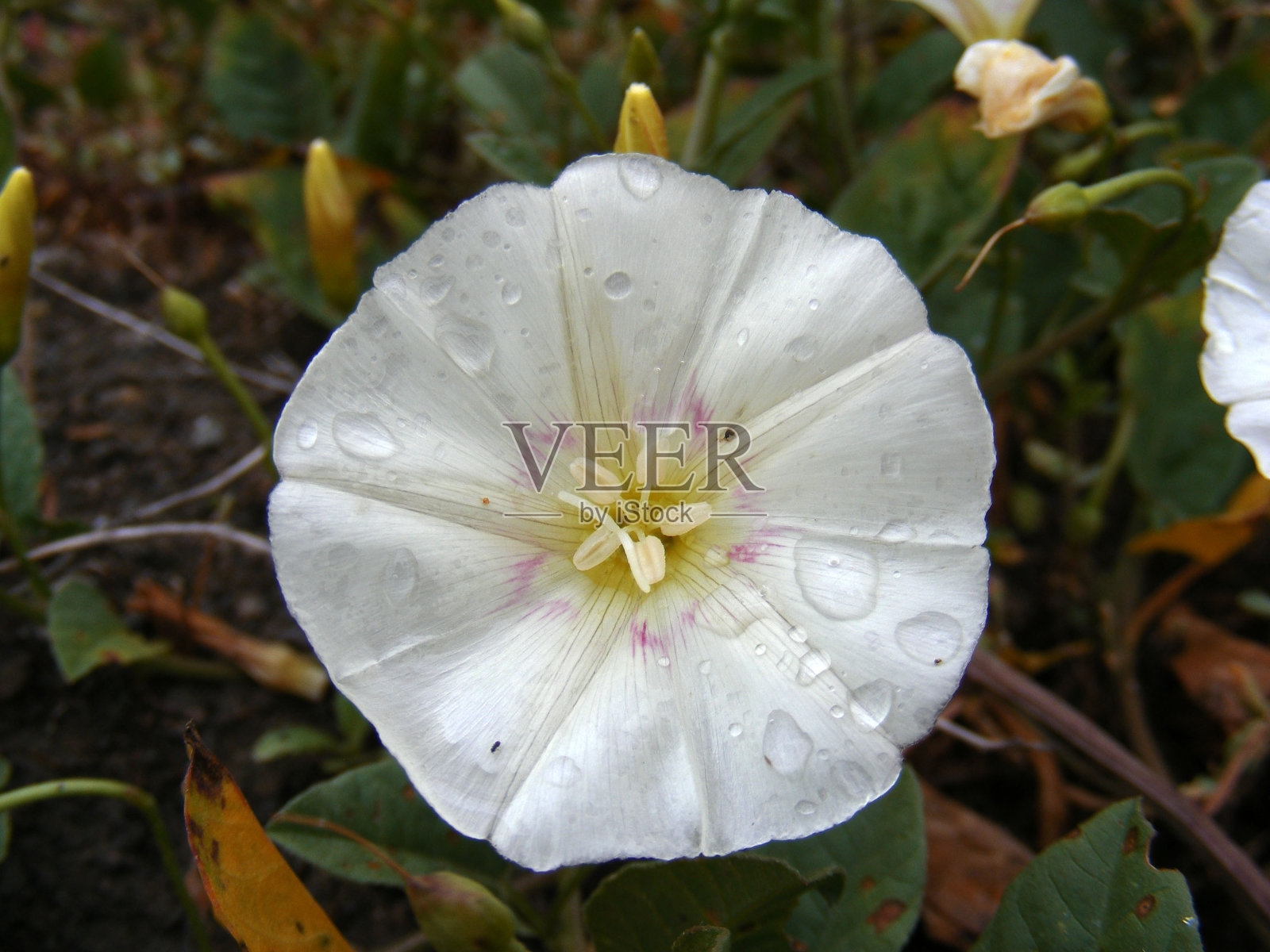 白常青藤是最天然的白常青藤花，照片摄影图片