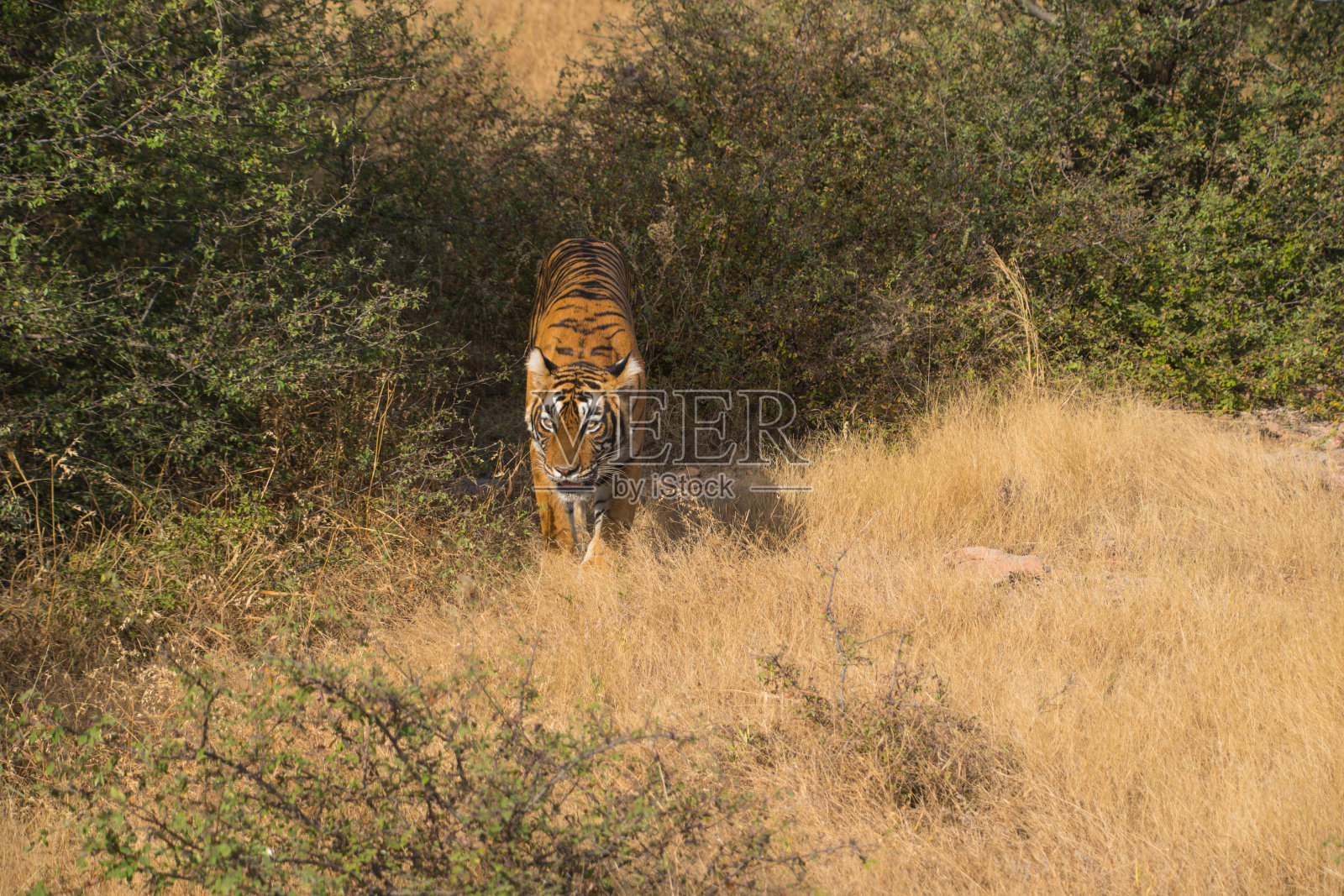 野生自由印度虎Ranthambore照片摄影图片