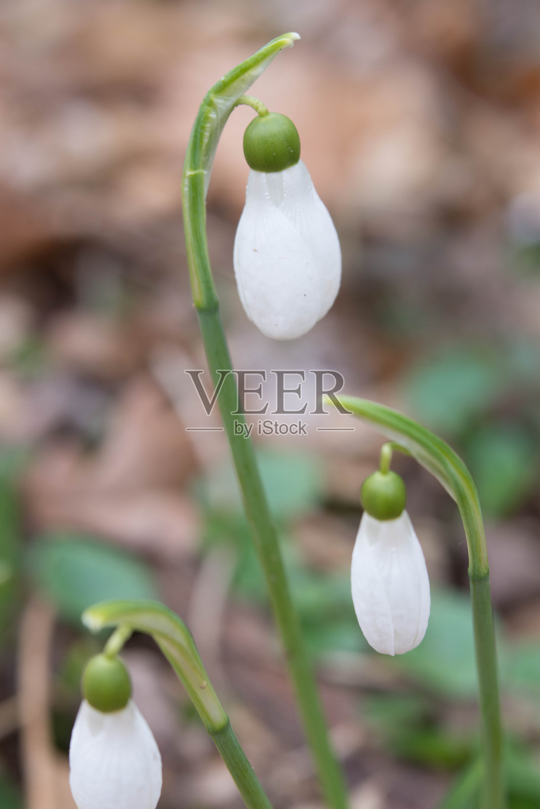 雪花莲照片摄影图片